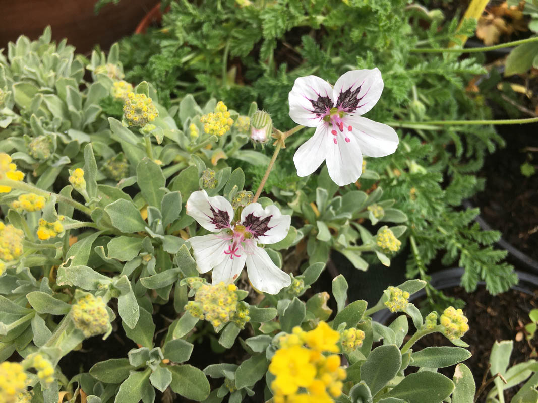 Erodium guttatum ‘Stephanie’